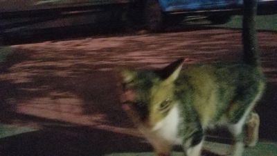 Cat: 20160819_213819.jpg