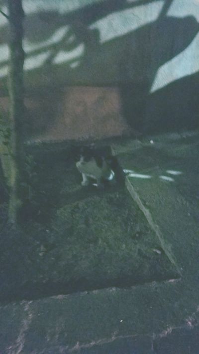 Cat: 20160821_140510.jpg