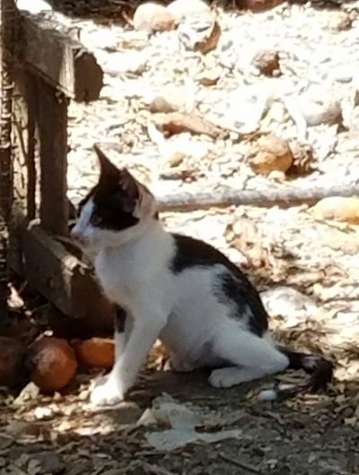 Cat: 20160821_154003.jpg