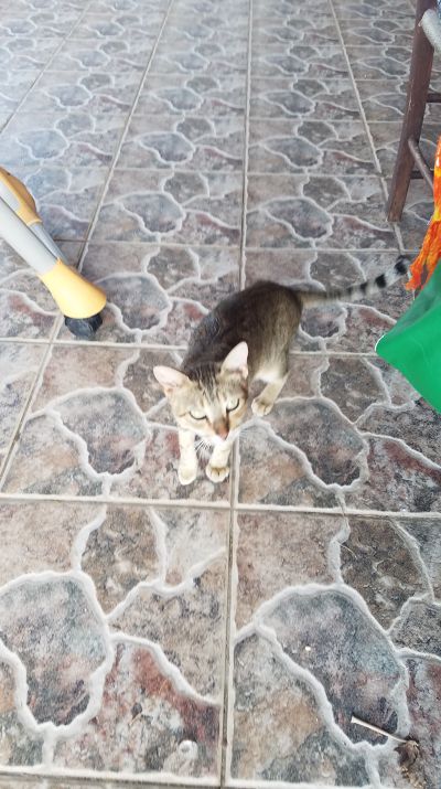 Cat: 20160825_172415.jpg