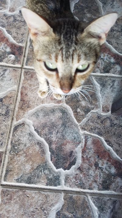 Cat: 20160825_172417.jpg