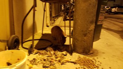 Cat: 20160827_021114.jpg