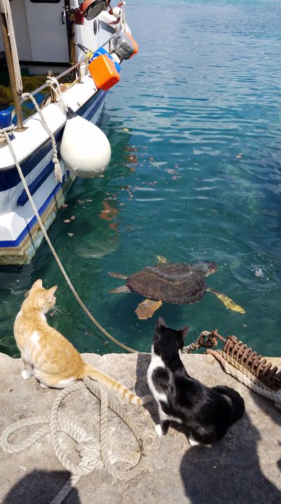 Cat: 20160827_124327.jpg