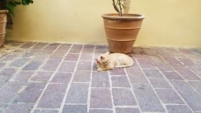 Cat: 20160829_170208.jpg