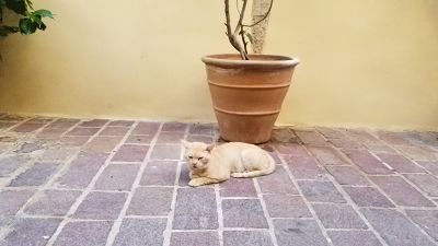 Cat: 20160829_170210.jpg