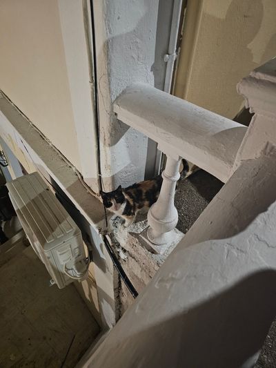 Cat: 20260723_024925_a63028e1.jpg