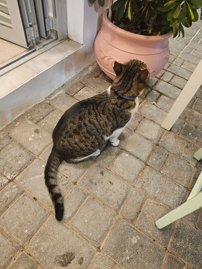 Cat: 20260723_025159_d14fa7e6.jpg