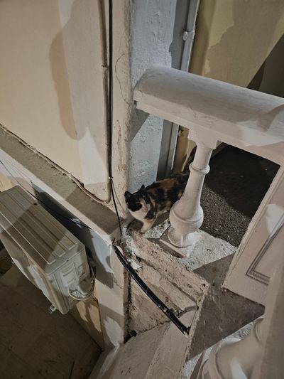Cat: 20260723_025349_facc80bf.jpg