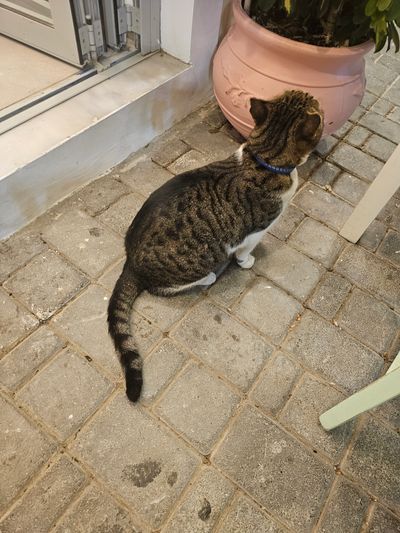 Cat: 20260723_025407_37236ba9.jpg