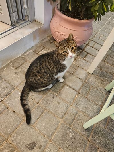 Cat: 20260723_025433_e3e568d8.jpg