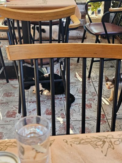 Cat: 20260723_025542_fe1f0aeb.jpg