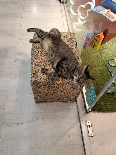 Cat: 20260723_030159_0a7ce8dc.jpg