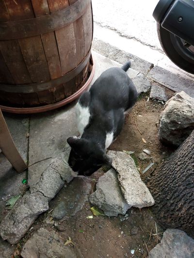 Cat: 20260723_030232_11aeffd4.jpg