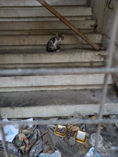 Cat: 20260723_030344_e2327398.jpg
