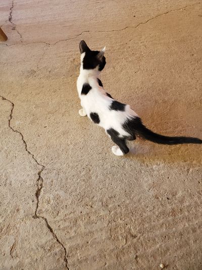 Cat: 20260723_030717_c672047b.jpg