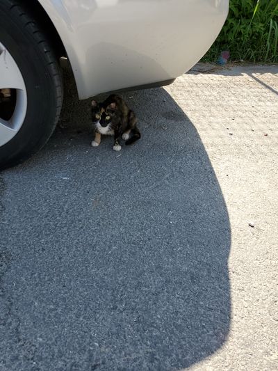 Cat: 20260723_030830_c3e4dc02.jpg