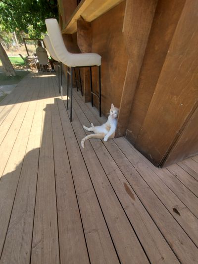 Cat: 20260723_031151_a9223347.jpg