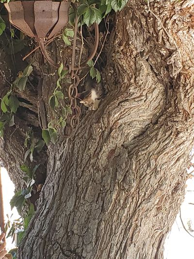 Cat: 20260723_031452_2ea329be.jpg