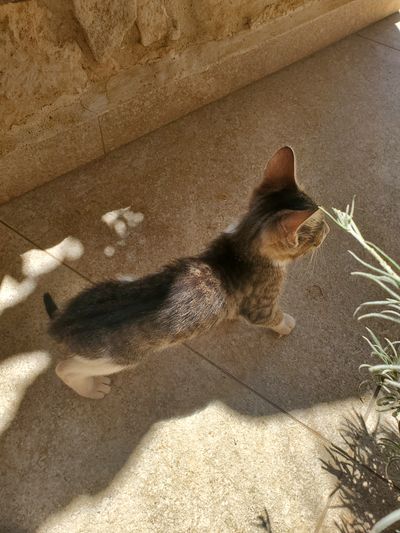 Cat: 20260723_031531_bcb4ce69.jpg