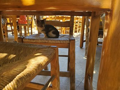 Cat: 20260723_031542_8545b0f7.jpg