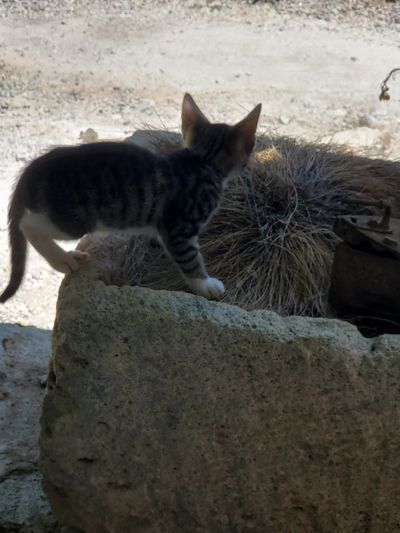 Cat: 20260723_031601_c76eb297.jpg