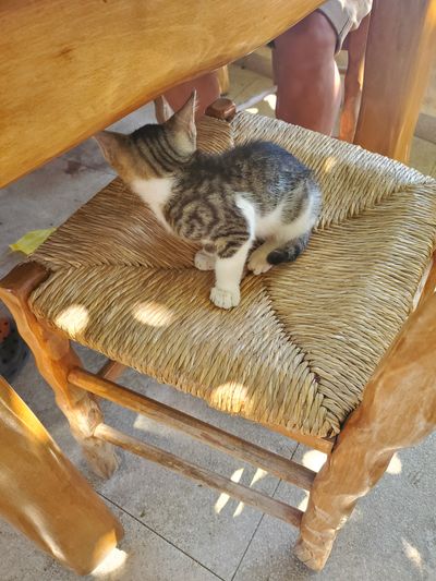 Cat: 20260723_031612_0eeb860a.jpg