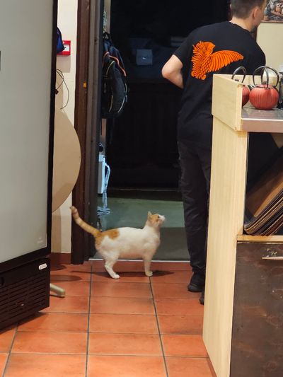 Cat: 20260804_151821_77b90001.jpg