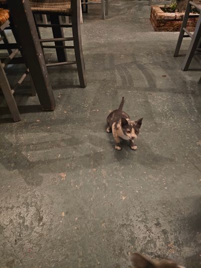 Cat: 20260804_191807_362bf961.jpg