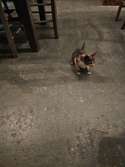 Cat: 20260804_191807_775c648f.jpg