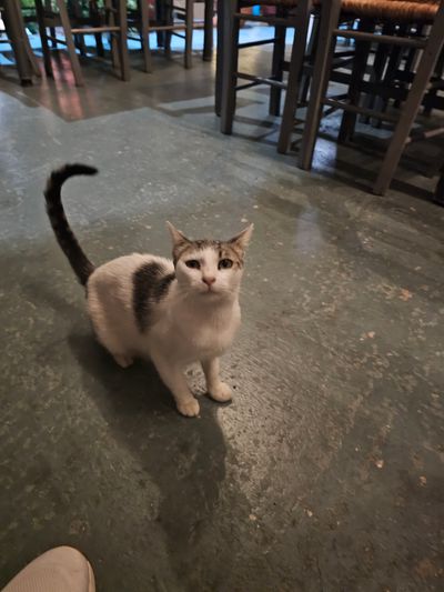 Cat: 20260804_191807_a0678460.jpg