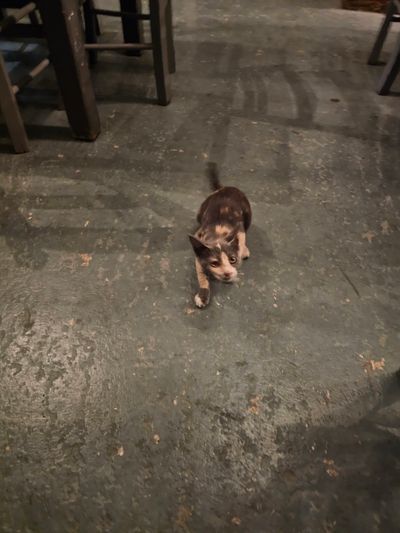 Cat: 20260804_191807_d01960c0.jpg