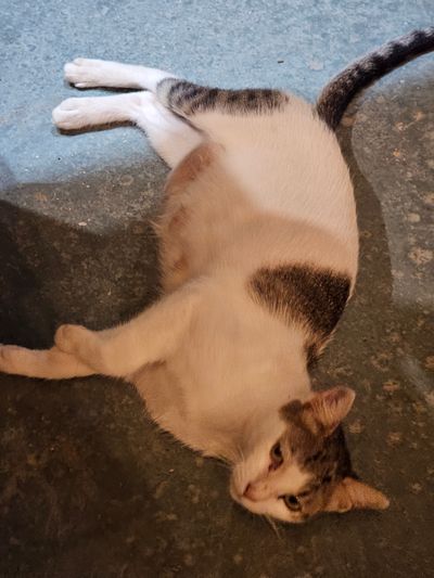 Cat: 20260804_220552_112e33af.jpg