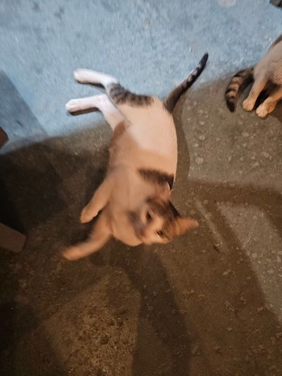 Cat: 20260804_220552_1814b494.jpg