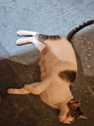 Cat: 20260804_220552_b1b8cb8d.jpg