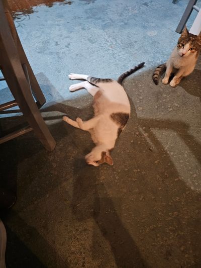 Cat: 20260804_220552_ed6240ce.jpg