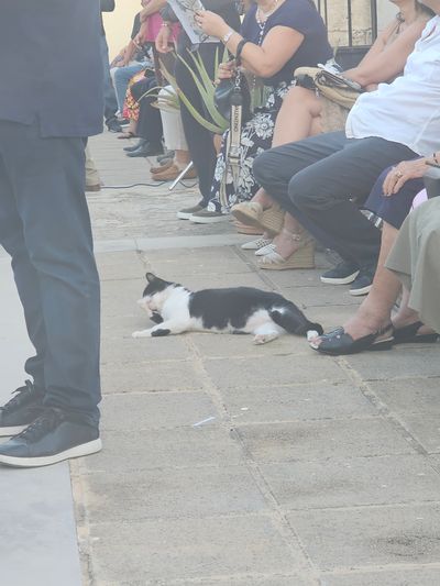 Cat: 20260805_173743_617085c6.jpg